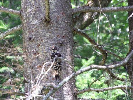 Vacances au Mont Tremblant - CA 029