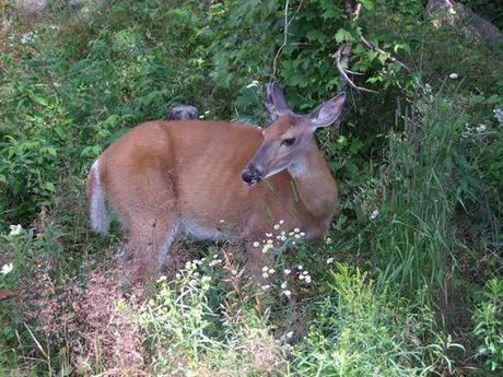 Vacances au Mont Tremblant - CA 016