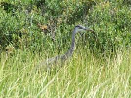 Vacances au Mont Tremblant - CA 018
