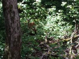 Vacances au Mont Tremblant - CA 039