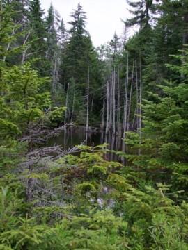 Vacances au Mont Tremblant - CA un joli sous bois