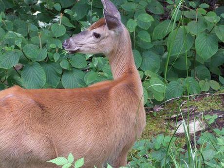 Vacances au Mont Tremblant - CA 036