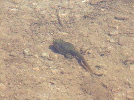 Vacances au Mont Tremblant - CA 024