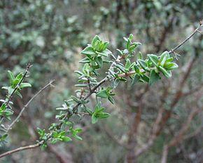 Le bar à Félix vient d'ouvrir.... Description de cette image, également commentée ci-après