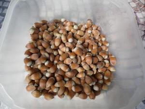 Nos noisettes SAM 0245