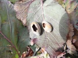 Nos noisettes SAM 0249