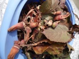 Nos noisettes SAM 0251