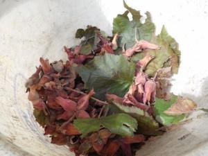 Nos noisettes SAM 0246