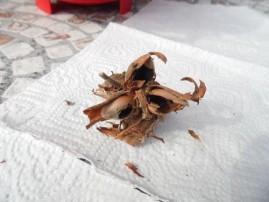 Nos noisettes SAM 0253