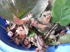 Nos noisettes SAM 0248