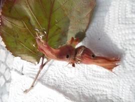 Nos noisettes SAM 0247