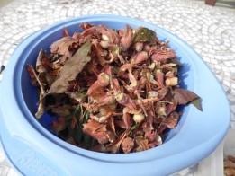 Nos noisettes SAM 0244