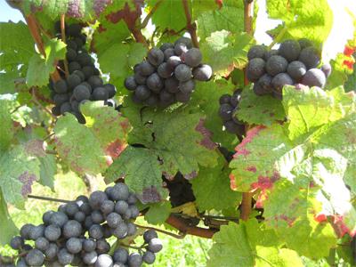 VENDANGE-2013.jpg, sept. 2013 VENDANGE-2013.jpg