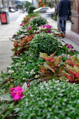 Un petit tour à Windy City !!! Un petit tour à Windy City !!!