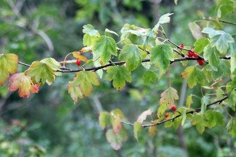 Ribes fasciculatum 2 ribes fasciculatum romi 28 sept 2013 041.jpg
