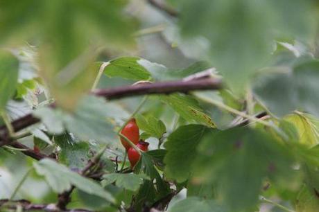 Ribes fasciculatum 5 ribes fasciculatum romi 28 sept 2013 038.jpg