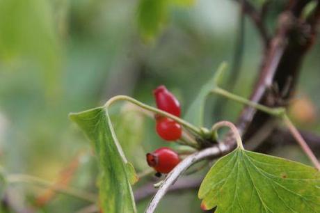 Ribes fasciculatum 4 ribes fasciculatum romi 28 sept 2013 039.jpg