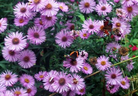 L'arbre à paons du jour 4 aster romi 29 sept 2013 016.jpg
