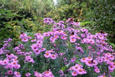 L'arbre à paons du jour 2 aster romi 29 sept 2013 043.jpg
