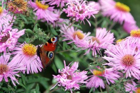 L'arbre à paons du jour 7 aster romi 29 sept 2013 027.jpg