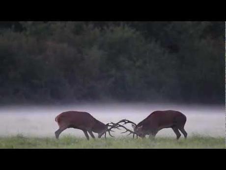 Un weekend pour se ressourcer aux pays des Bambis Image de prévisualisation YouTube