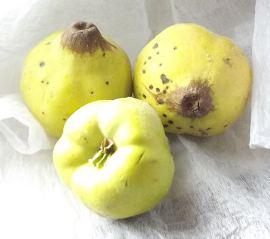 Compote de coings vanillée coings (1)