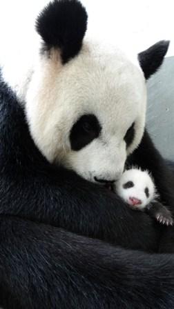 Au zoo de Taipei, le bébé panda retrouve sa maman !!