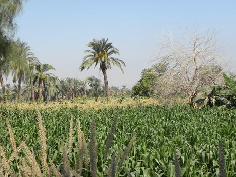 Et si on parlait de cette méconnue, la Moyenne-Égypte (3) et la divinité Pakhet d'Antinoë à Béni Hassan, dans l'Égypte ancienne ! http://4.bp.blogspot.com/_ZmzAeu-YTNI/TGlgTl7qQHI/AAAAAAAAF5k/jSIFAyz3G6c/s1600/DSCN3328.JPG