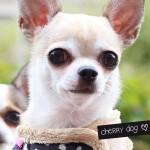 Harnais Elfish Pinkaholic pour chiens sur Cherry Dog