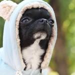 Manteau Bunny Reversible Pretty Pet pour chiens sur Cherry Dog