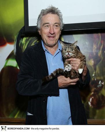 Le chat de l’espace qui avait capturé le coeur de l’espèce humaine dwarf-kitten-lil-bub-cat-11