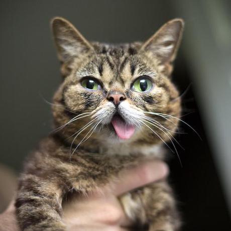Le chat de l’espace qui avait capturé le coeur de l’espèce humaine tumblr_mt6vqtkphC1r69a5mo1_500