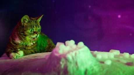 Le chat de l’espace qui avait capturé le coeur de l’espèce humaine large_lil_bub_friendz_pub