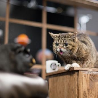 lil bub show Le chat de l’espace qui avait capturé le coeur de l’espèce humaine