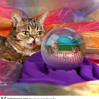 dwarf-kitten-lil-bub-cat-4 Le chat de l’espace qui avait capturé le coeur de l’espèce humaine