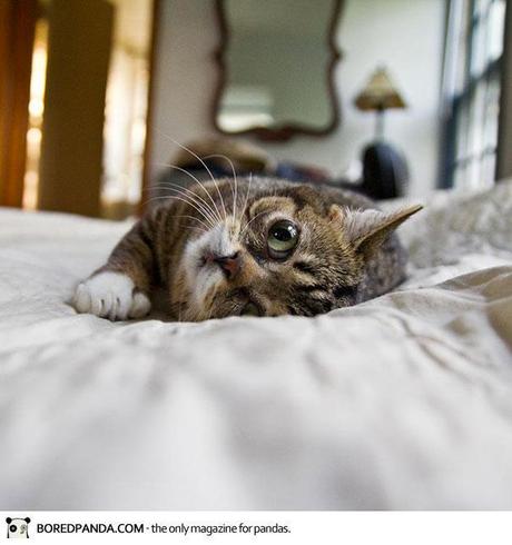 Le chat de l’espace qui avait capturé le coeur de l’espèce humaine dwarf-kitten-lil-bub-cat-20