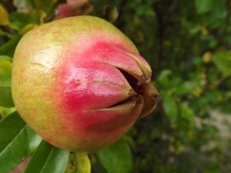 GRENADE-DU-JARDIN-PROVENCE--2-.JPG