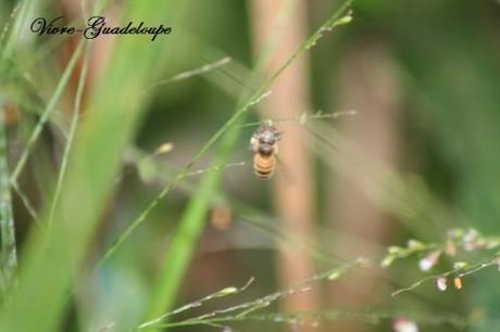 La goutte d'eau jardin-3593.jpg