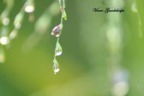 La goutte d'eau jardin-3634.jpg