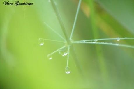 La goutte d'eau jardin-3633.jpg