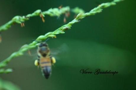 La goutte d'eau jardin 3596