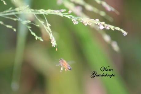 La goutte d'eau jardin-3589.jpg