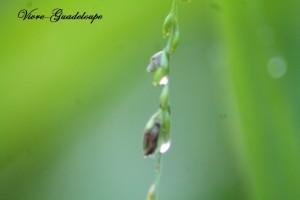 A tival jardin-3632.jpg