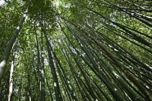 bambouseraie de Prafrance