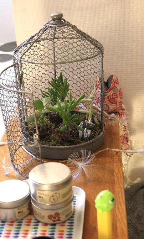 Mon tout petit mini jardin d'Hiver DSC06952