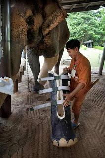 Éléphants Thaïlande Histoires de mines antipersonnelles, et l'amour des hommes  [HD]