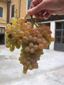 Les vignes retrouvées de Venise