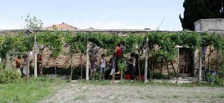 Les vignes retrouvées de Venise