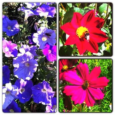 UN DIMANCHE D'ETE DANS LE JARDIN Instagram-3330.JPG