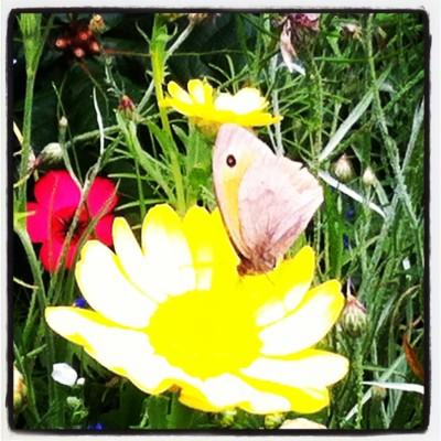 UN DIMANCHE D'ETE DANS LE JARDIN Instagram-1392.JPG